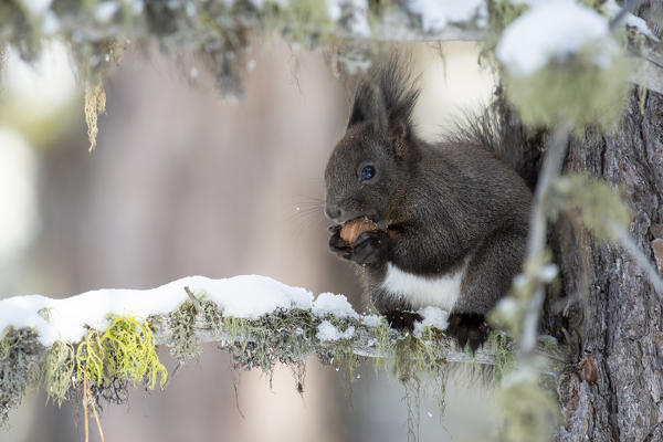 Switzerland Eurasian red squirrel Sciurus vulgaris