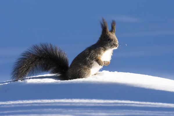 Switzerland Eurasian red squirrel Sciurus vulgaris