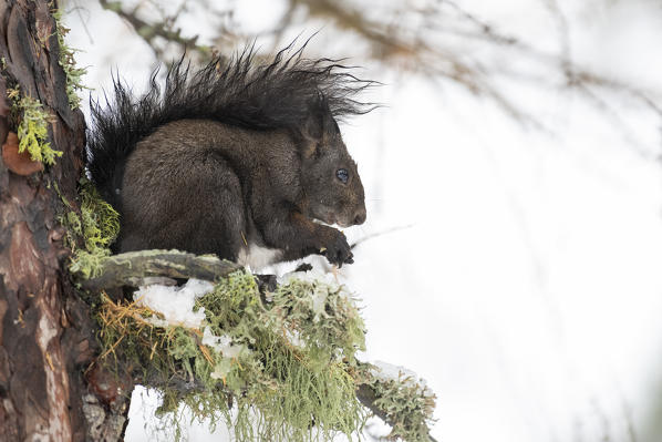 Switzerland  Eurasian red squirrel Sciurus vulgaris