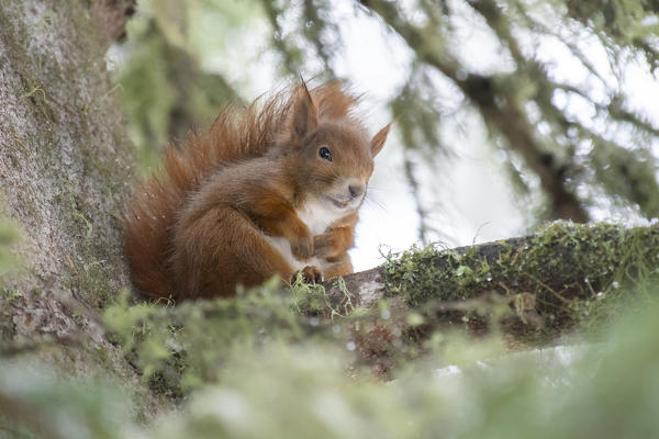 Switzerland  Eurasian red squirrel Sciurus vulgaris