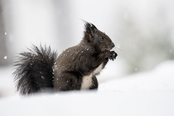 Switzerland  Eurasian red squirrel Sciurus vulgaris