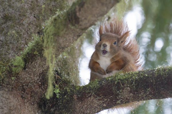 Switzerland  Eurasian red squirrel Sciurus vulgaris