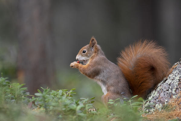 Switzerland  Eurasian red squirrel Sciurus vulgaris