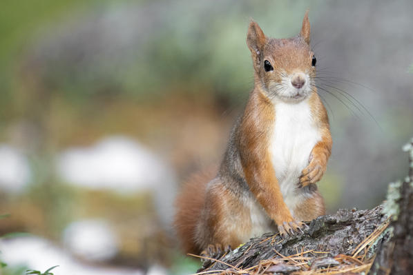 Switzerland  Eurasian red squirrel Sciurus vulgaris