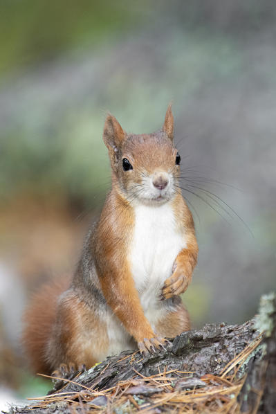 Switzerland  Eurasian red squirrel Sciurus vulgaris