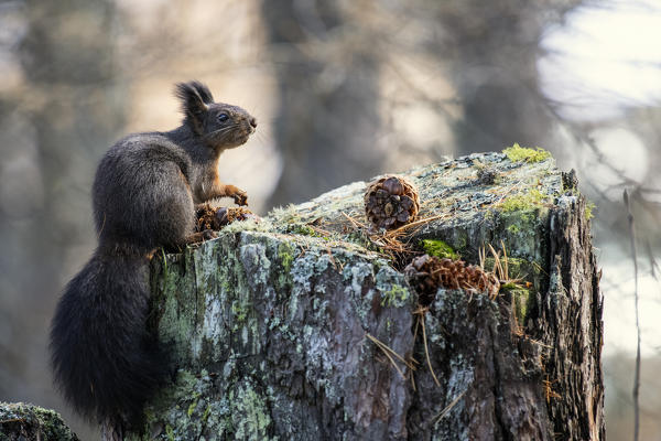 Switzerland  Eurasian red squirrel Sciurus vulgaris