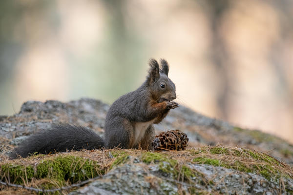 Switzerland  Eurasian red squirrel Sciurus vulgaris