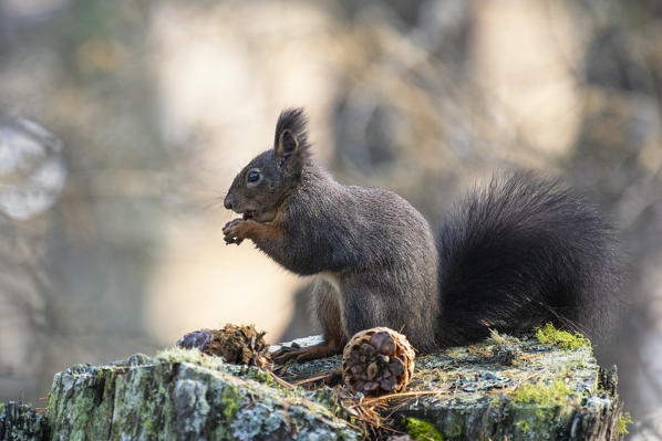 Switzerland  Eurasian red squirrel Sciurus vulgaris