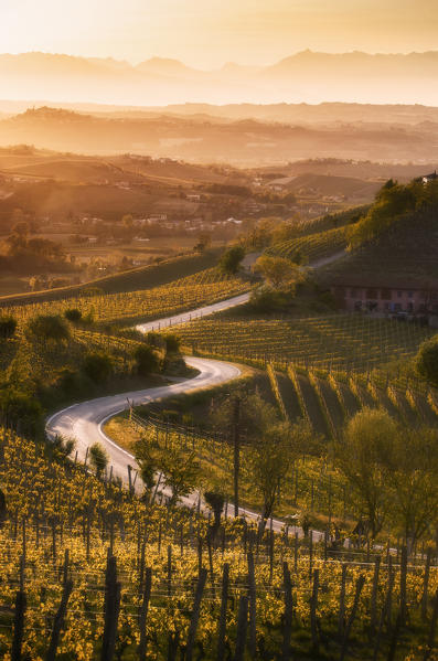 Sunset in Langa with road through the vineyards of Castiglione Tinella, Piedmont, Italy, Europe