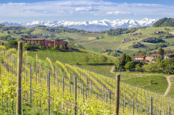 Vineyards in Langhe with Alps Chain on the background,Serralunga D'Alba,Piedmont, Italy