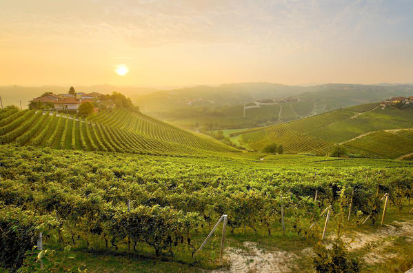 Sunrise on the vineyards of Barbaresco,Piedmont, Italy