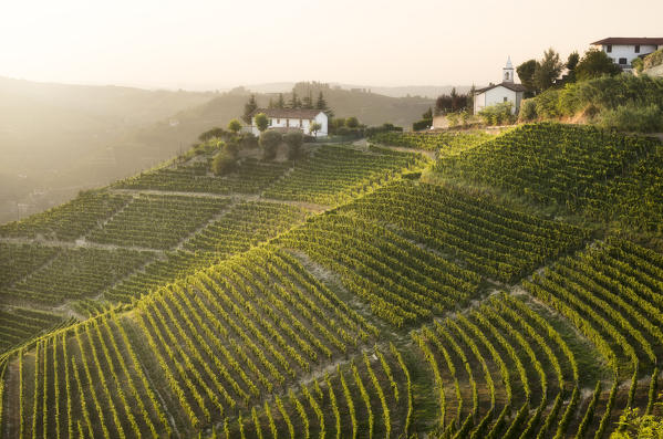 Vineyards in Langhe during the sunset up the hill of Santo Stefano Belbo ,Piedmont, Italy