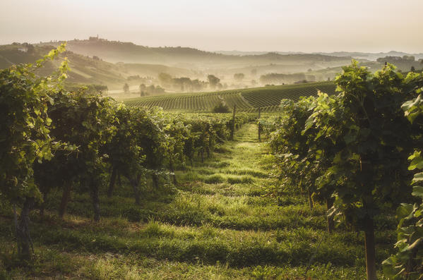 Sunrise and mist in Monferrato, Canelli, Piedmont, Italy