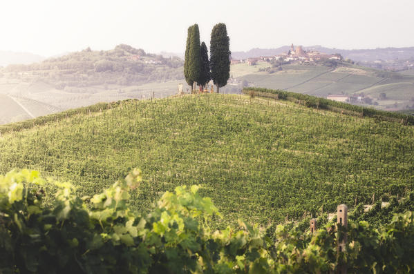 Cypresses in Monferrato hills of Nizza, Castelnuovo Calcea, Piedmont, Italy