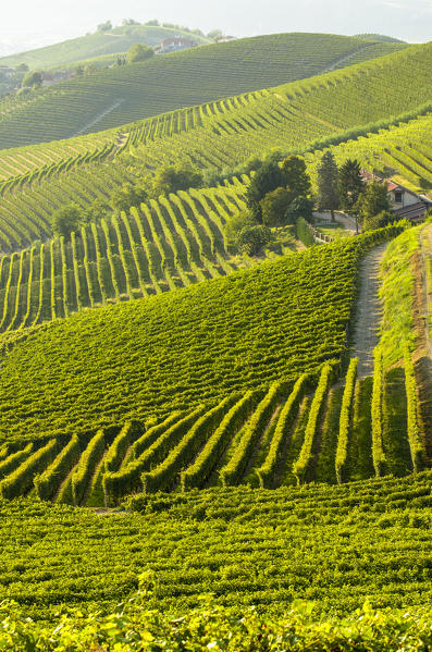 Green vineyards in Langhe during the summer, Barbaresco, Piedmont, Italy