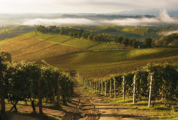 Hill in Langhe, Novello, Piedmont, Italy