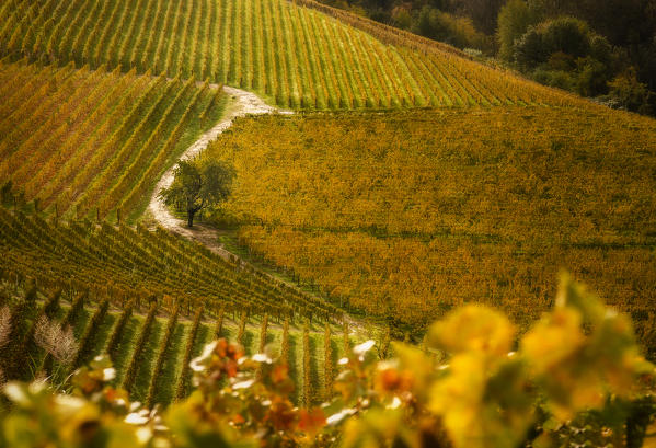 Foliage in Langhe, Mando, Piedmont, Italy