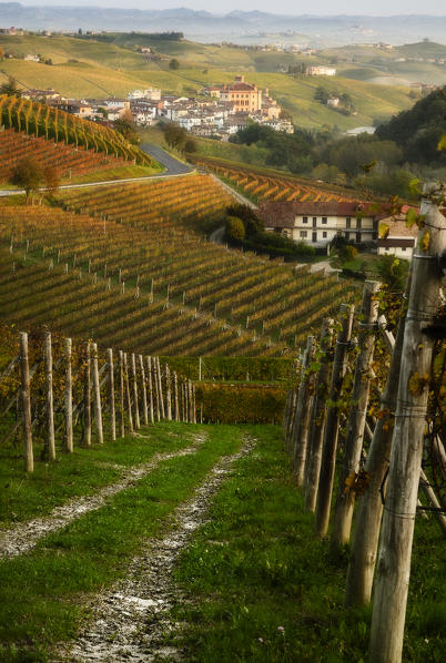 Foliage in Barolo, Piedmont, Italy