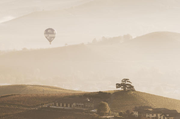 Misty morning in Langhe with an hot baloon on the Lebanon Cedar, Piedmont, Italy