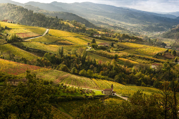 Yellow vineyads in Alta Langa, Cossano Belbo, Piedmont, Italy