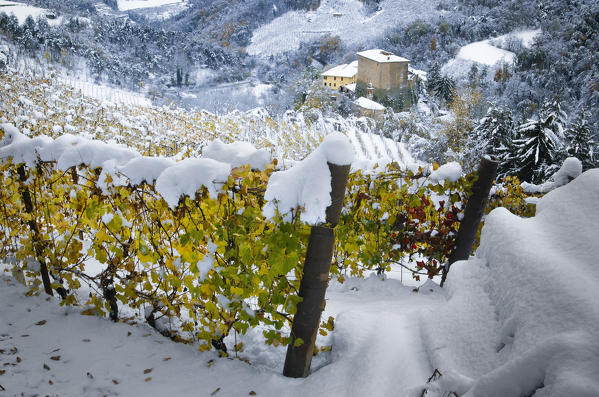 First snow on the yellow vineyards in Langhe, Borgomale, Piedmont, Italy