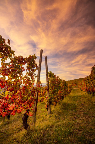 Sunset in the middle of foliage vineyard, Alba, Piedmont, Italy