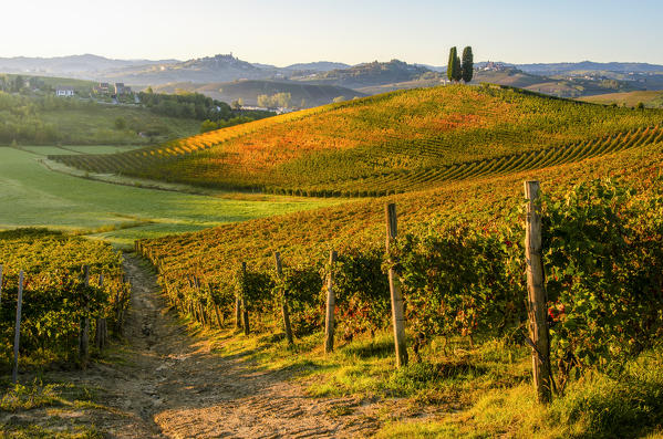 Michele Chiarlo foliage vineyard, Castelnuovo Calcea, Piedmont, Italy