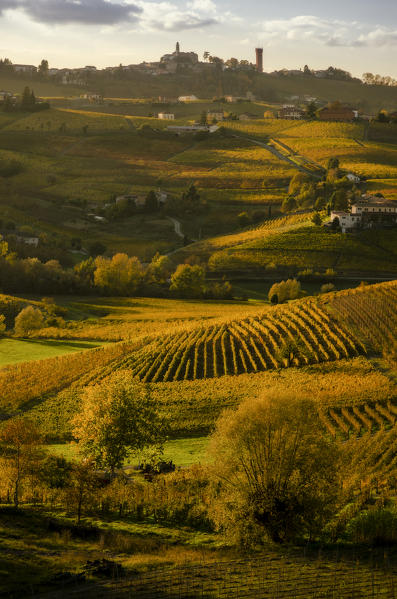 Sunset and foliage vineyards, Calosso, Piedmont, Italy