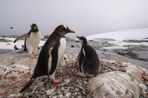 Antarctica, Antarctic Peninsula, Lemaire Channel, Petermann Island, Gentoo Penguins.