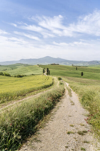 Europe, Italy, Tuscany, Val d'Orcia: Asciano and the Gladiator's path to Elysian fields