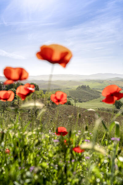 Europe, Italy, Tuscany, Val d'Orcia: Podere Belvedere view from the poppy fields 