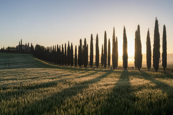 Europe, Italy, Tuscany, Val d'Orcia: morning golden hour at the Poggio Covili farm