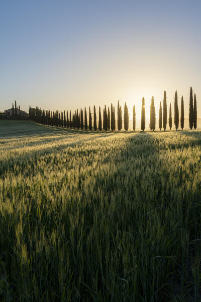 Europe, Italy, Tuscany, Val d'Orcia: morning golden hour at the Poggio Covili farm