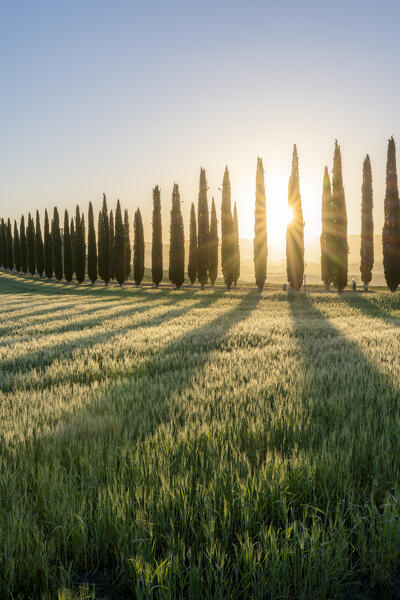 Europe, Italy, Tuscany, Val d'Orcia: the sun burnst behind the cypresses at Poggio Covili at morning