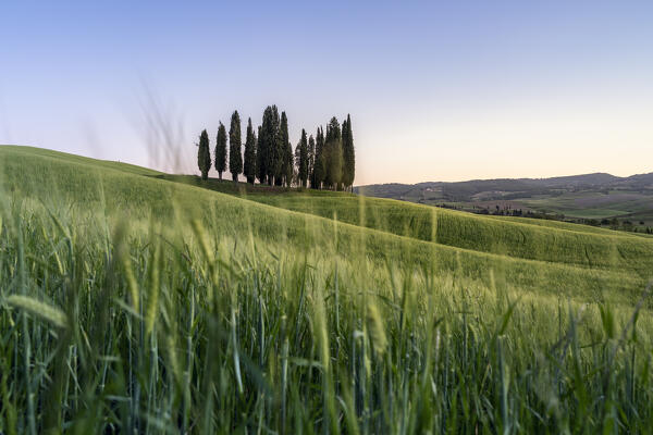 Europe, Italy, Tuscany, Val d'Orcia: sunset falls over the cypresses at San Quirico