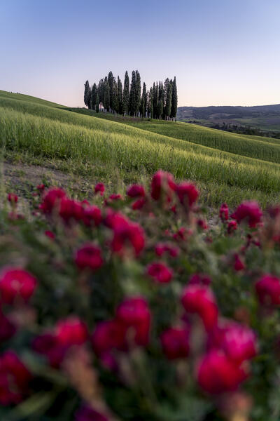 Europe, Italy, Tuscany, Val d'Orcia: sunset falls over the cypresses at San Quirico