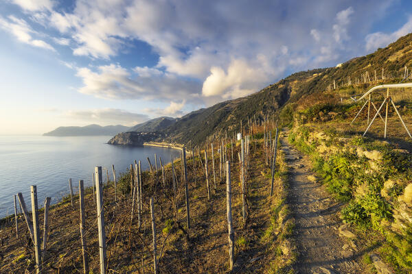 On the 6p trail above Manarola, with a view of Corniglia, Cinque Terre National Park, municipality of Riomaggiore, La Spezia province, Liguria district, Italy, Europe
