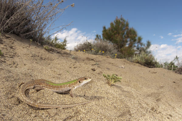 Portait of specimen of Podarcis siculus that takes the sun in the daily hours on the dunes.