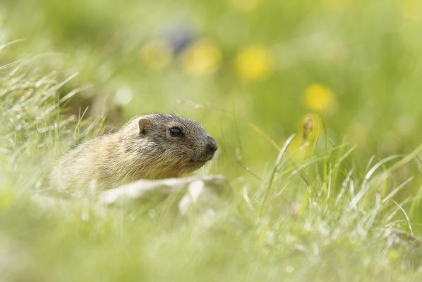 Stelvio National Park, Lombardy, Italy. Alpine marmot.