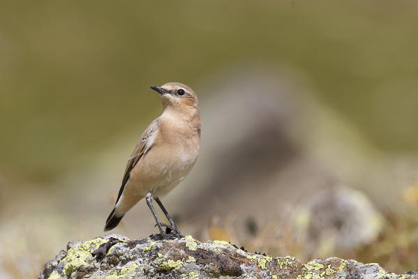 Stelvio National Park, Lombardy, Italy. Northern wheatear