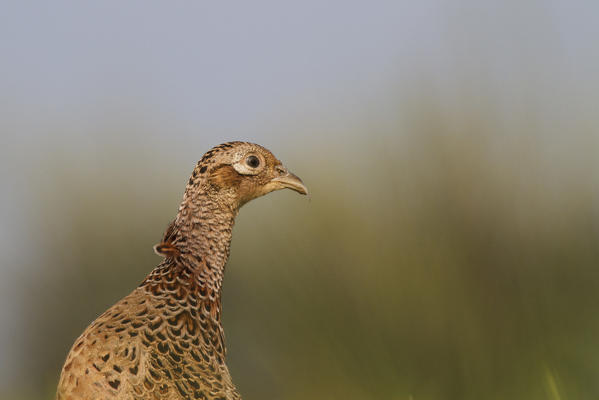 Lombardy, Italy. Pheasant