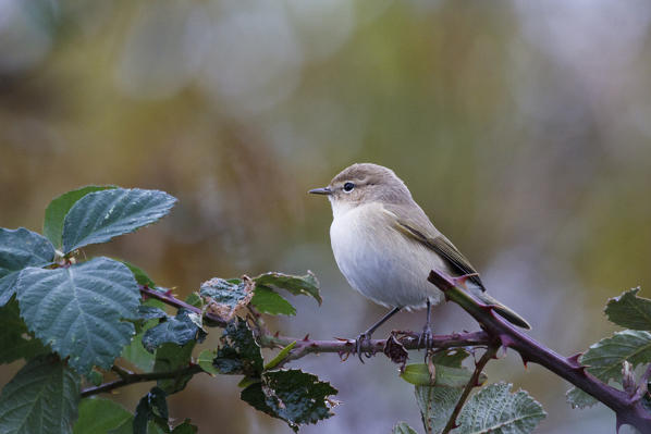 Sebino Natural Reserve, Lombardy, Italy. Chiffchaff