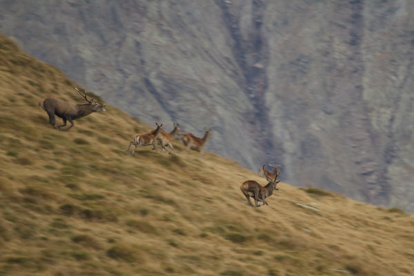 Lombardy, Italy. Red deer.