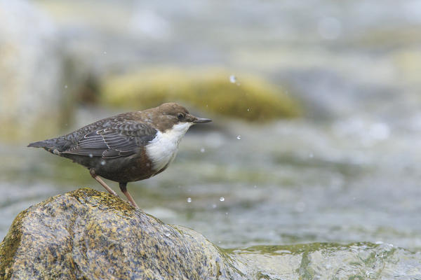 Lombardy, Italy. Dipper