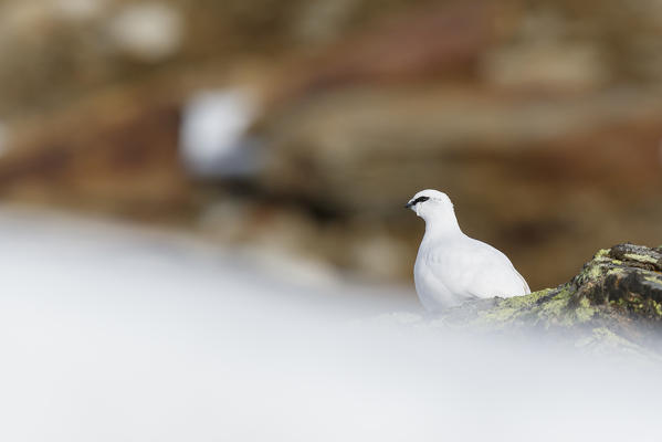 Stelvio National Park, Trentino Alto Adige, Italy. Ptarmigan.