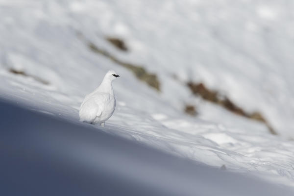 Stelvio National Park, Trentino Alto Adige, Italy. Ptarmigan.