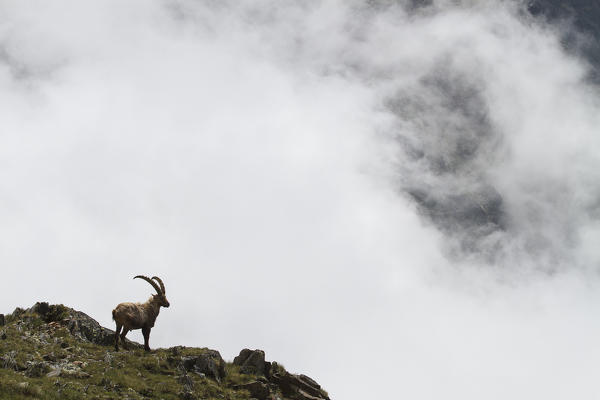 Lombardy, Italy. Ibex.