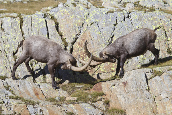 Lombardy, Italy. Ibex.