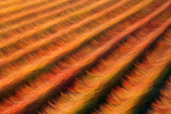 Europe, Italy, Umbria
Abstract vineyards in autumn