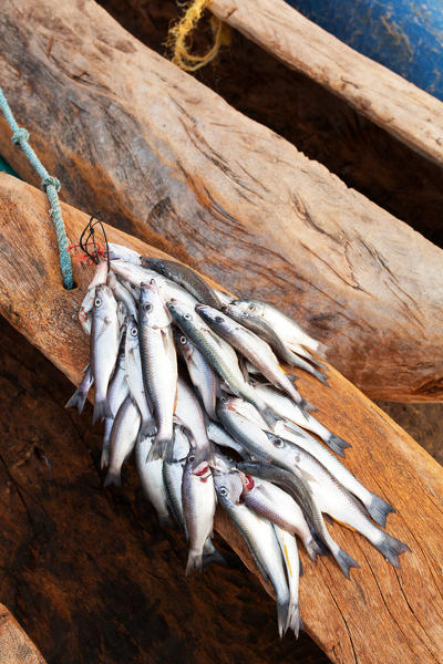 Africa,Malawi,Salima district.
Fish Market at Lake Malawi
